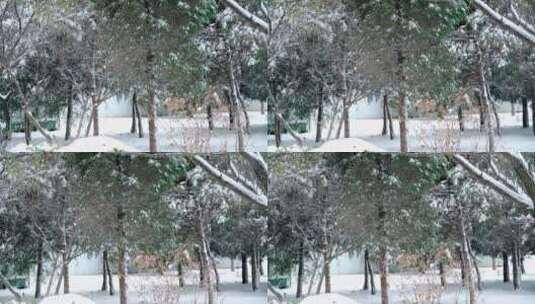 北京初冬树枝上落满积雪高清在线视频素材下载