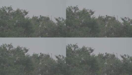 苍鹭栖息地LOG视频素材高清在线视频素材下载