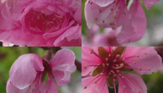 【镜头合集】写桃花花朵花蕊花瓣春天高清在线视频素材下载