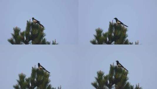 枝头的鸟儿 慢动作飞走高清在线视频素材下载