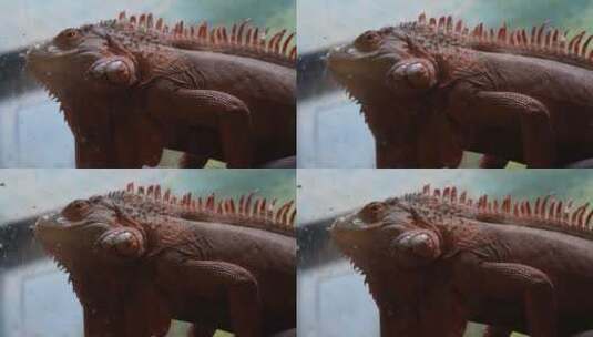 冷血动物蜥蜴爪子眼睛皮肤各部分特写高清在线视频素材下载