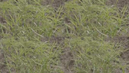 茴香幼苗温室微距拍摄LOG素材高清在线视频素材下载