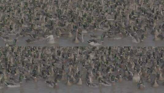 鸭子野鸭绿脖鸭养殖LOG高清在线视频素材下载