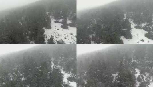 黑松林里的暴风雪高清在线视频素材下载