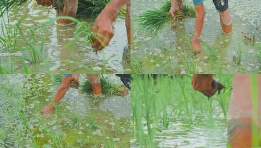 人工种植水稻素材高清在线视频素材下载