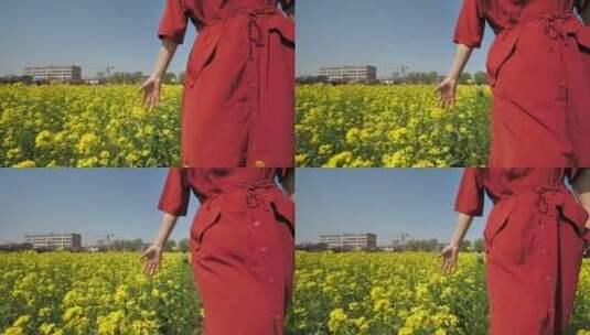 春天中国女性美女在油菜花田地中玩耍高清在线视频素材下载