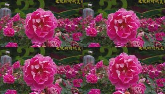 唯美的蔷薇花特写高清在线视频素材下载