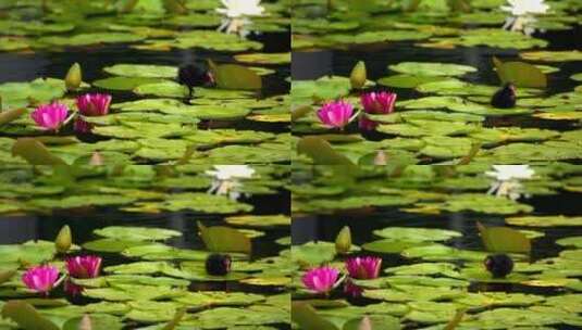在水中的树叶上行走的鸟高清在线视频素材下载