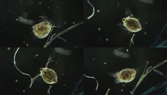 显微镜下的微型动物，枝角类（水蚤）2高清在线视频素材下载