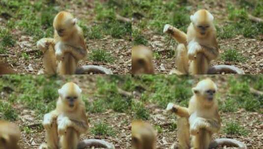 金丝猴幼崽1高清在线视频素材下载