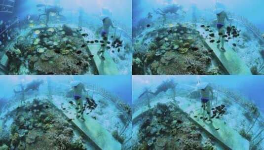 印尼美娜多海底漫步高清在线视频素材下载