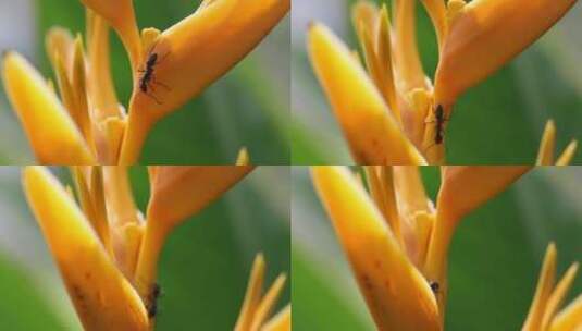 橘子花上的蚂蚁高清在线视频素材下载