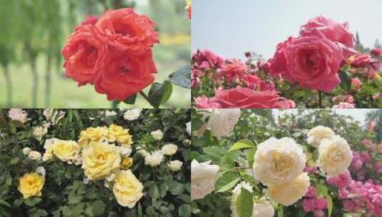 鲜花特写玫瑰月季美丽花朵4K高清在线视频素材下载