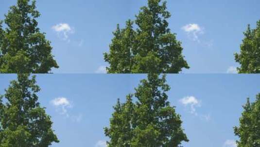 蓝天白云树木阳光绿树高清在线视频素材下载