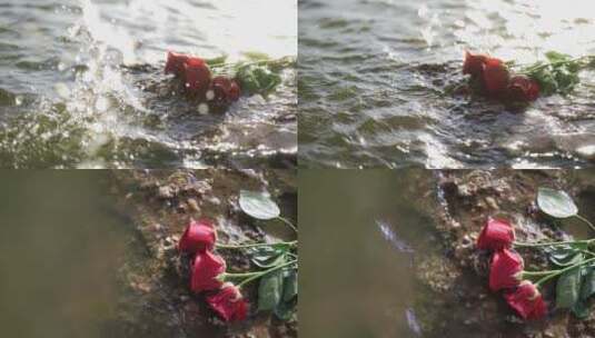礁石上的玫瑰花高清在线视频素材下载