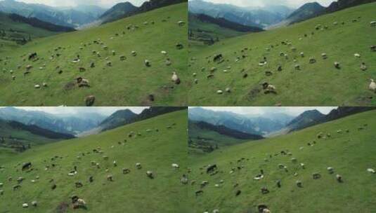 新疆草原牛羊遍野满山漫步吃草航拍自然风景高清在线视频素材下载