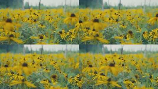 滑轨拍摄自然黄色花朵花海高清在线视频素材下载