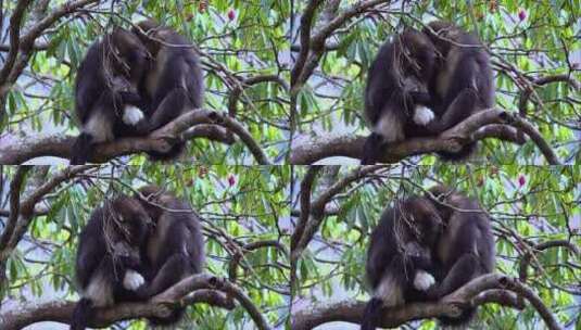 滇金丝猴群在休息高清在线视频素材下载