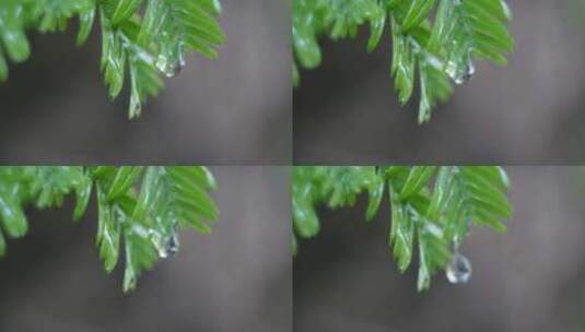 树叶水珠高清在线视频素材下载