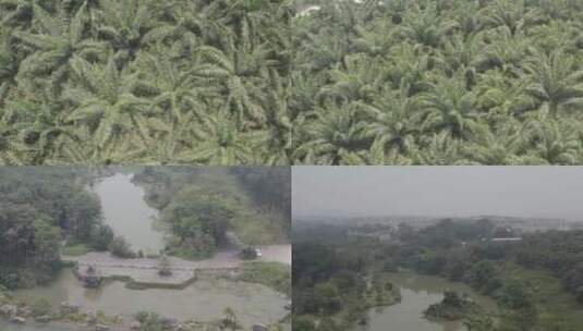 4k西双版纳热带植物棕榈树林航拍俯拍高清在线视频素材下载