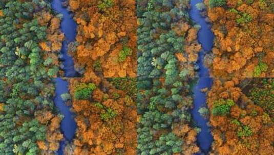 秋季航拍林间小溪景观高清在线视频素材下载