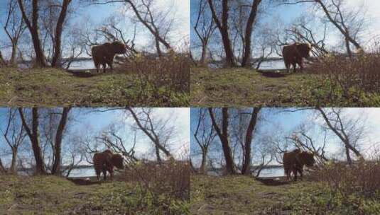 高原牛吃草高清在线视频素材下载