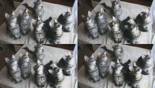 一群欢快摇摆的缅因猫高清在线视频素材下载