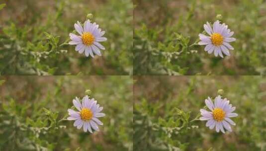 白色小雏菊花朵高清在线视频素材下载
