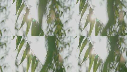 垂柳柳树-唯美逆光小清新高清在线视频素材下载