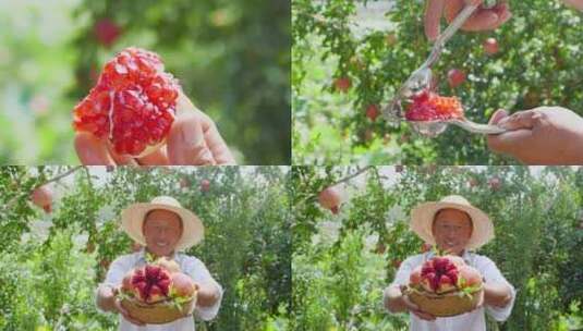 石榴种植高清在线视频素材下载