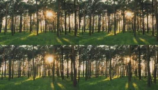 阳光穿过静谧的树林高清在线视频素材下载