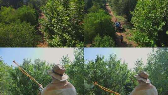 树木果树农民喷农药高清在线视频素材下载