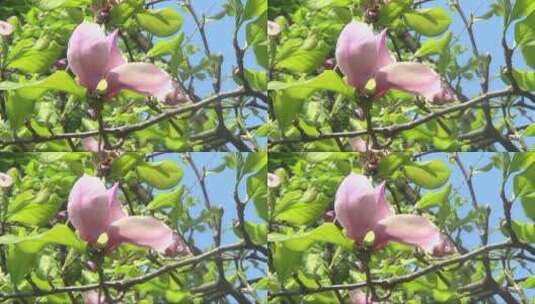 粉红色的木兰高清在线视频素材下载