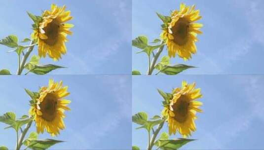 向日葵与蜜蜂高清在线视频素材下载