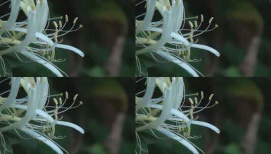 开放的鲜花 (3)高清在线视频素材下载