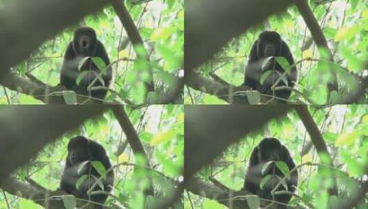 嚎叫的猴子高清在线视频素材下载