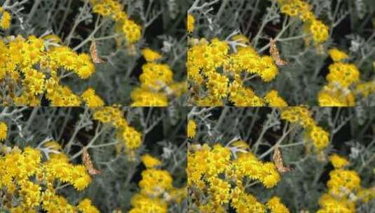 栖息在黄色花朵上的蝴蝶高清在线视频素材下载