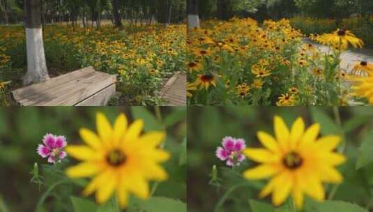 花海公园长椅高清在线视频素材下载