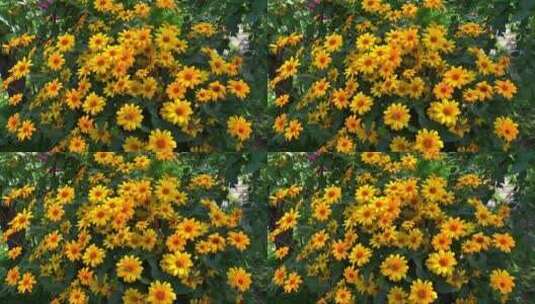 花丛中的-菊-花高清在线视频素材下载