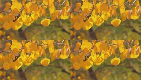 金色的胡杨树叶 阳光 微风 摇曳高清在线视频素材下载