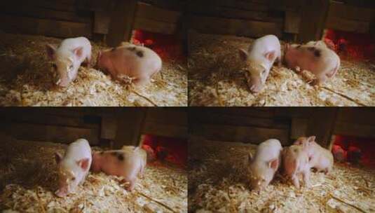 可爱的小猪高清在线视频素材下载
