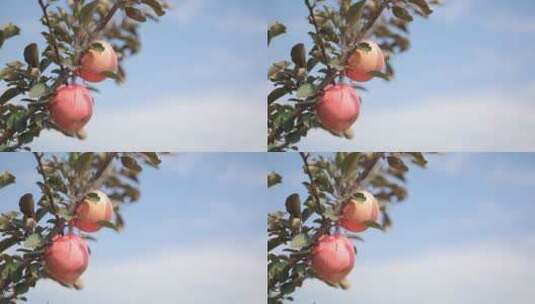 栖霞苹果左侧苹果树枝背景高清在线视频素材下载