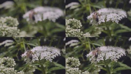蜜蜂在花丛中采蜜高清在线视频素材下载