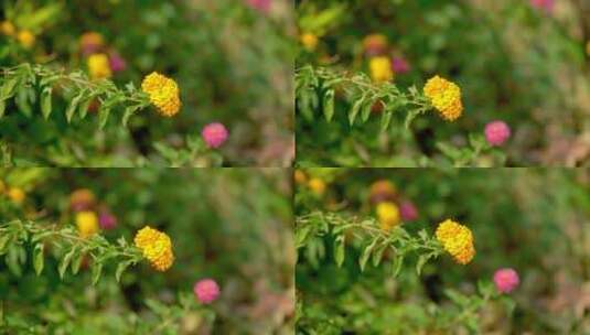 公园自然景观花草植物风光空镜实拍视频高清在线视频素材下载