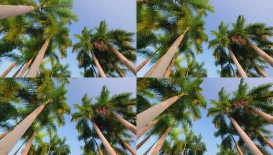 棕榈树观赏树大王椰子树高清在线视频素材下载