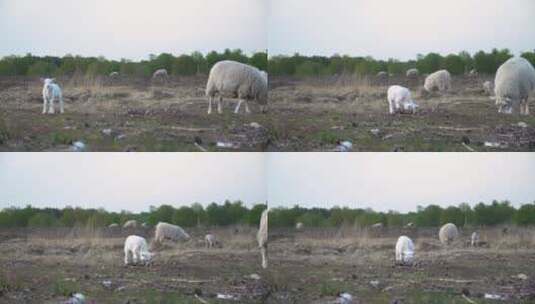 草原羊群放牧草原羊高清在线视频素材下载