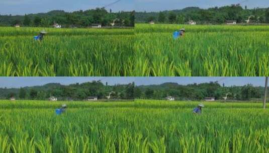三农素材：夏天农民水稻田打药喷药实拍高清在线视频素材下载