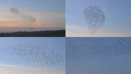 日落鸟群 候鸟迁徙高清在线视频素材下载
