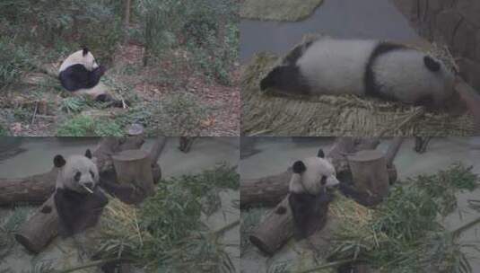 大熊猫繁殖基地高清在线视频素材下载