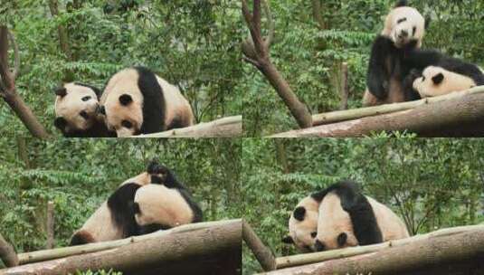两只玩耍的大熊猫高清在线视频素材下载